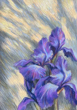 Фиолетовый Iris Цветение