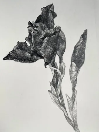 Темный Iris