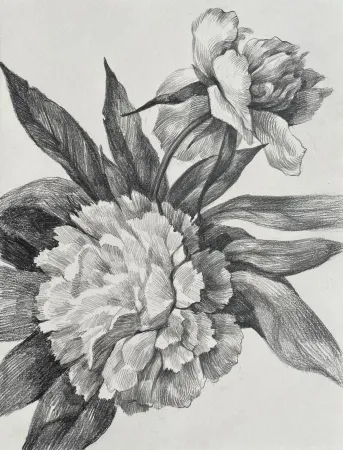Penciled Peonies