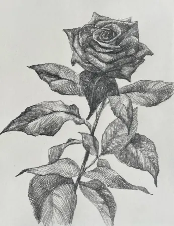 Single Rose
